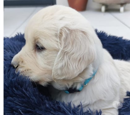 Vente animaux Sauteyrargues Hérault - Photos Vivastreet Chiots type Golden Retriever