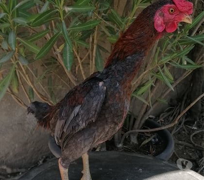 Vente animaux Decize Nièvre - Photos Vivastreet Koshamo de l année