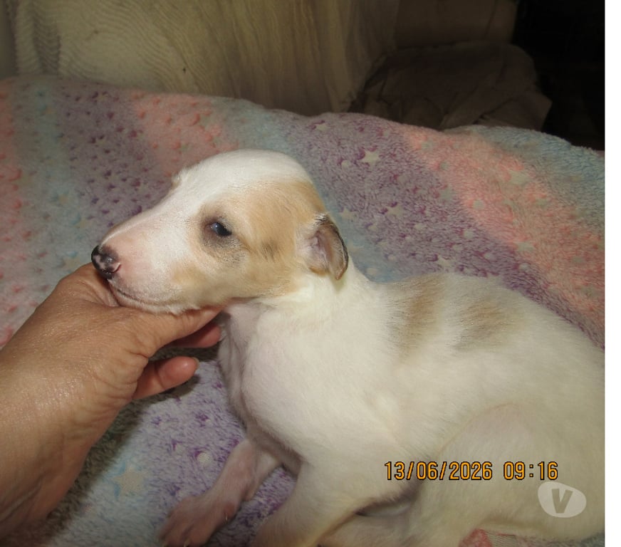 Vente Indre Ste Cecile - 36210 - Photos Vivastreet superbe bébés Barzoï