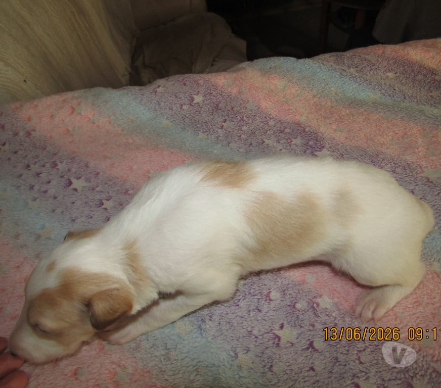 Vente Indre Ste Cecile - 36210 - Photos Vivastreet superbe bébés Barzoï