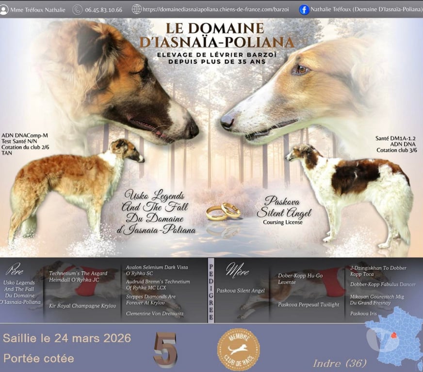 Vente Indre Ste Cecile - 36210 - Photos Vivastreet superbe bébés Barzoï
