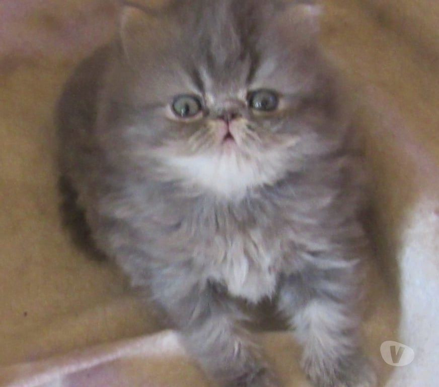 Vente Haute-Loire Javaugues - 43100 - Photos Vivastreet A RESERVER MAGNIFIQUE CHATON PERSAN MALE LOOF