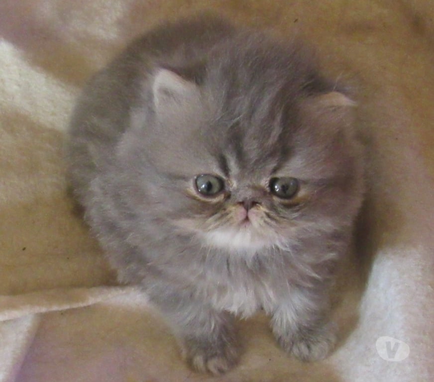 Vente Haute-Loire Javaugues - 43100 - Photos Vivastreet A RESERVER MAGNIFIQUE CHATON PERSAN MALE LOOF