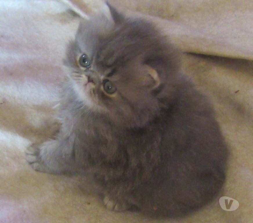Vente Haute-Loire Javaugues - 43100 - Photos Vivastreet A RESERVER MAGNIFIQUE CHATON PERSAN MALE LOOF