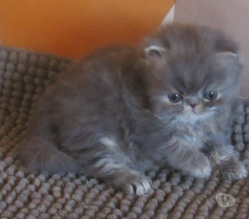 Vente Haute-Loire Javaugues - 43100 - Photos Vivastreet A RESERVER MAGNIFIQUE CHATON PERSAN MALE LOOF