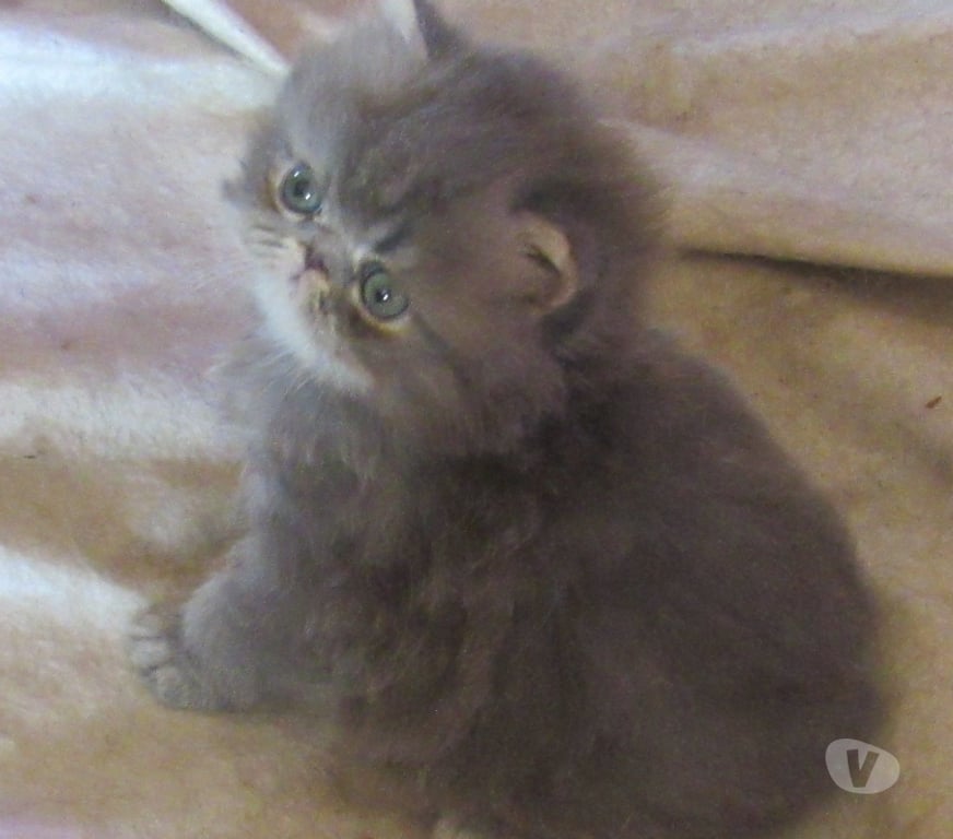 Vente Haute-Loire Javaugues - 43100 - Photos Vivastreet A RESERVER MAGNIFIQUE CHATON PERSAN MALE LOOF