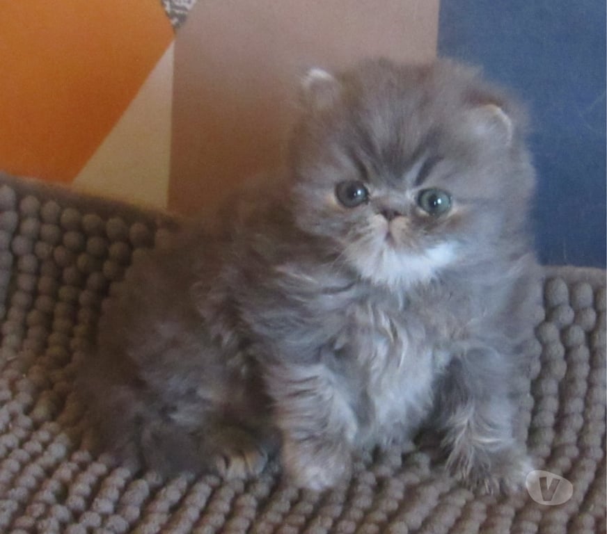 Vente Haute-Loire Javaugues - 43100 - Photos Vivastreet A RESERVER MAGNIFIQUE CHATON PERSAN MALE LOOF