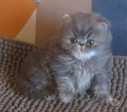 Vente animaux Javaugues Haute-Loire - Photos Vivastreet A RESERVER MAGNIFIQUE CHATON PERSAN MALE LOOF