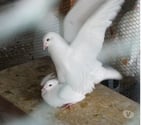 Bagneaux sur Loing - Seine-et-Marne — Pigeons reproducteurs hubbell blanc