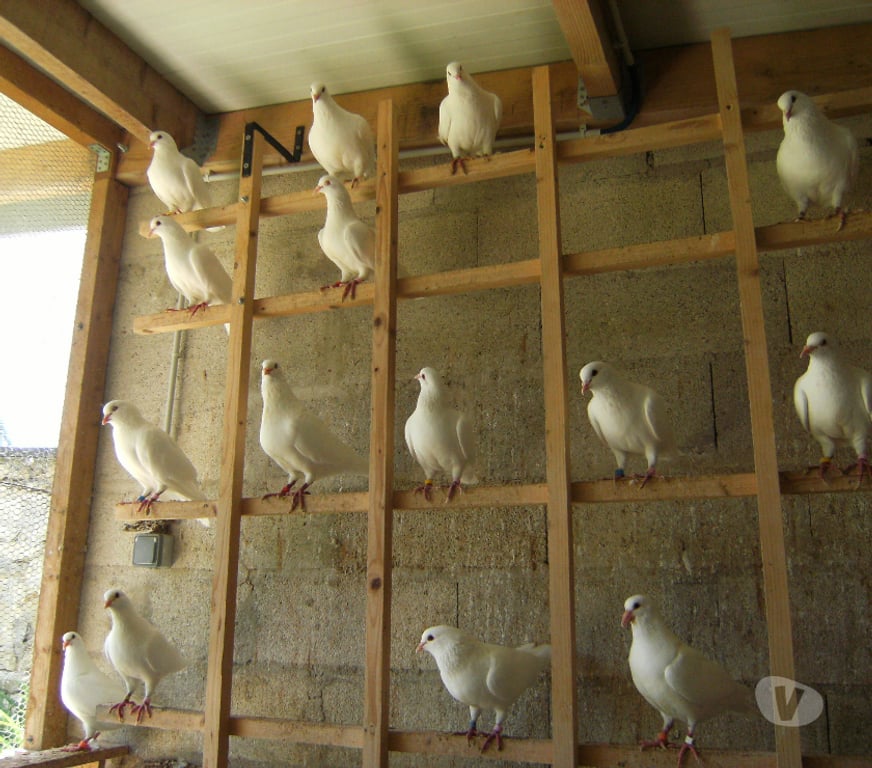 Vente Seine-et-Marne Bagneaux sur Loing - 77167 - Photos Vivastreet Pigeons reproducteurs hubbell blanc