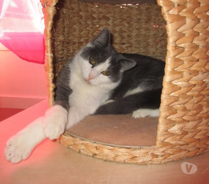 Adoption animaux Beauvais Oise - Photos Vivastreet NEWT chat ataxique 1 an à adopter