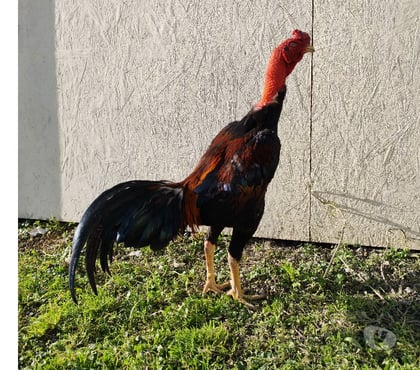 Vente animaux Laon Aisne - Photos Vivastreet Coq de très bonne souche