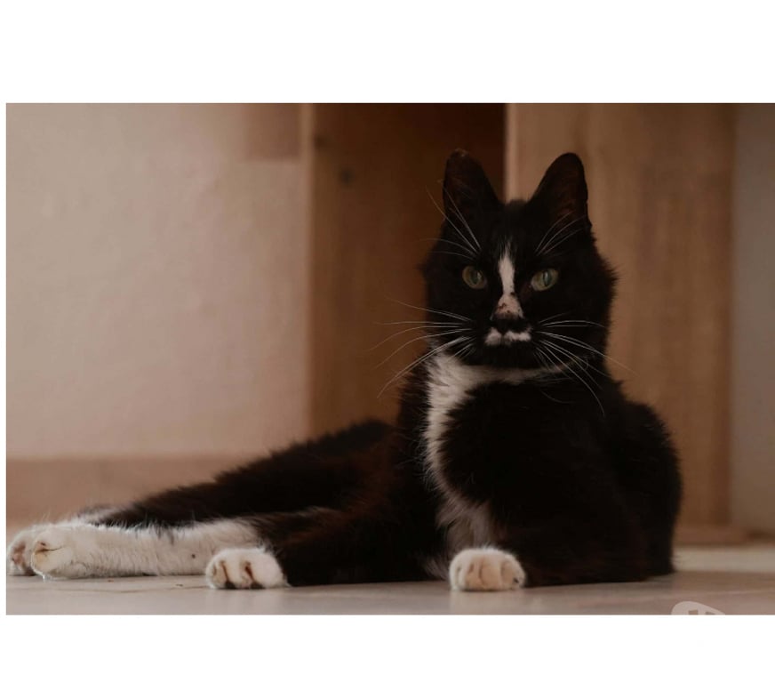 Don animaux Aude Carcassonne - Photos Vivastreet Igor gentil chat senior 10 ans calme et affectueux