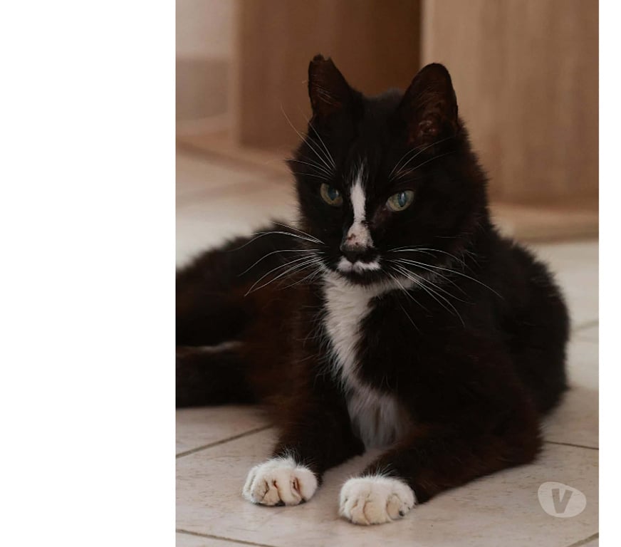 Don animaux Aude Carcassonne - Photos Vivastreet Igor gentil chat senior 10 ans calme et affectueux