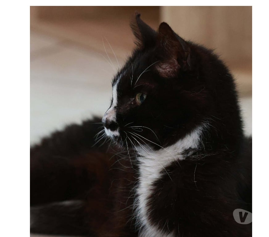 Don animaux Aude Carcassonne - Photos Vivastreet Igor gentil chat senior 10 ans calme et affectueux