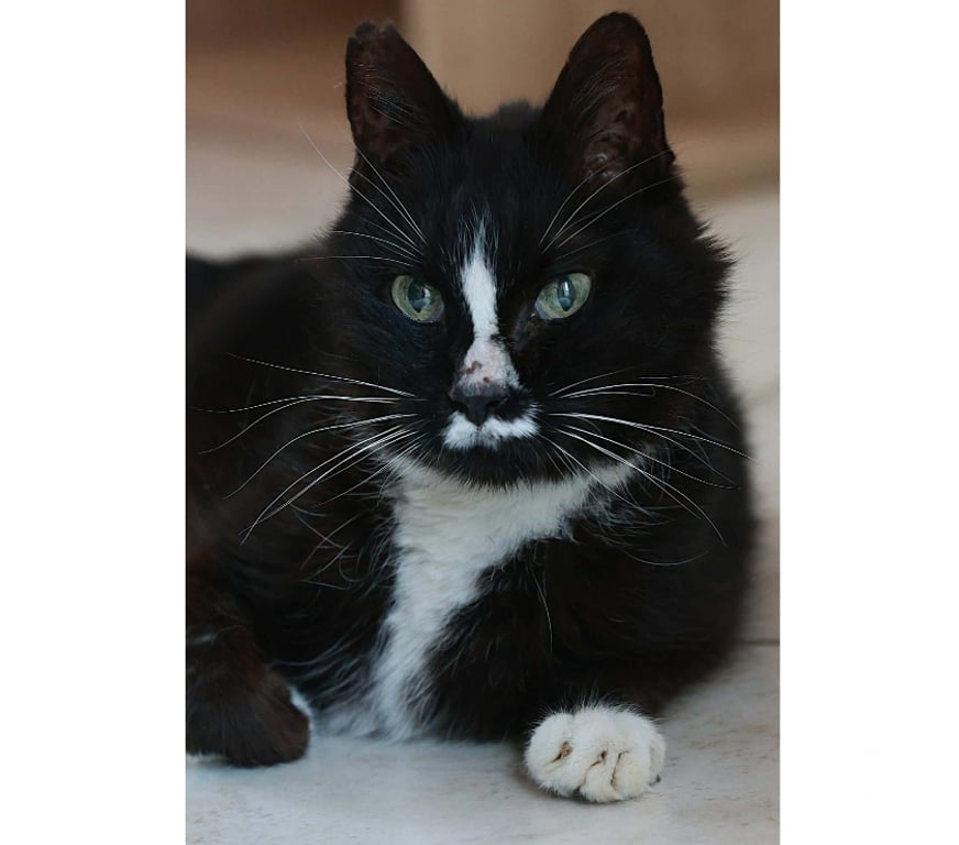 Don animaux Aude Carcassonne - Photos Vivastreet Igor gentil chat senior 10 ans calme et affectueux
