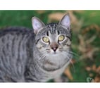 Banky jeune chat 1 an gentil et calme cherche famille