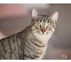 Villalbe - Carcassonne — Banky jeune chat 1 an gentil et calme cherche famille