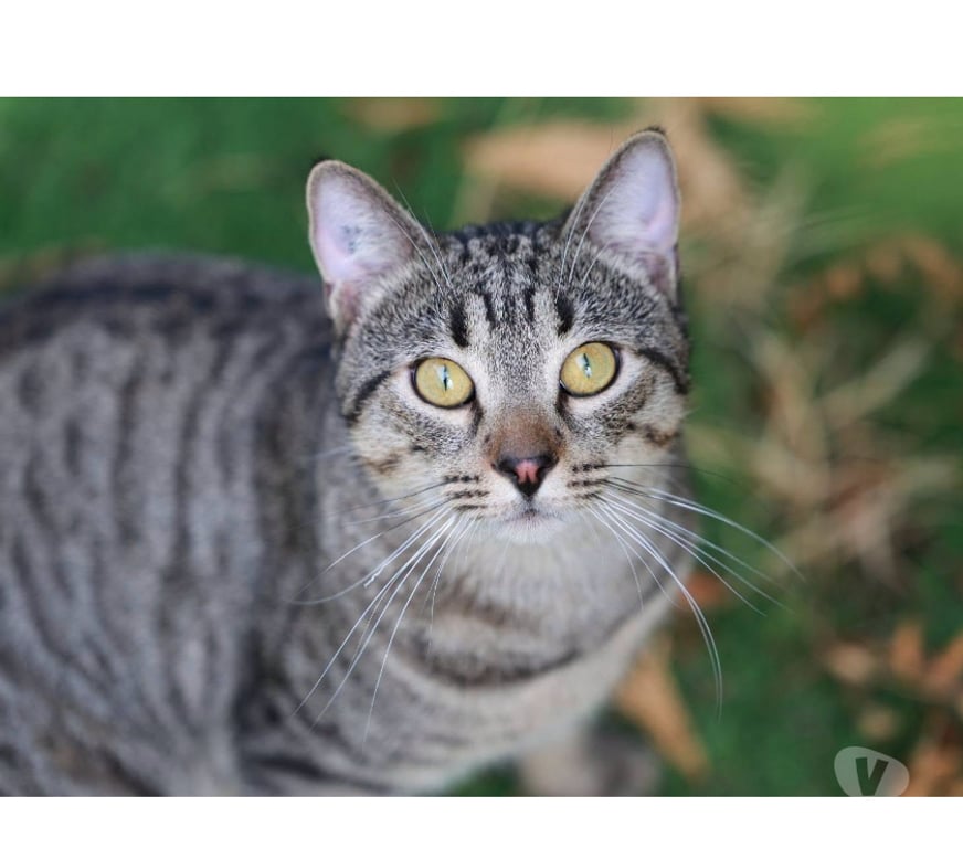 Don animaux Aude Carcassonne - Photos Vivastreet Banky jeune chat 1 an gentil et calme cherche famille