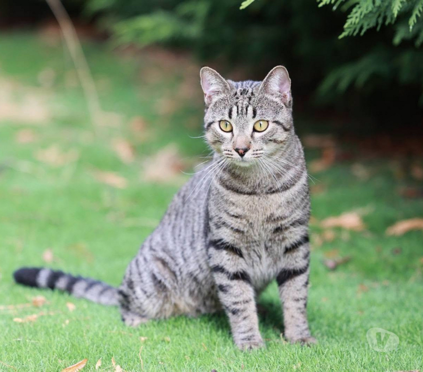 Don animaux Aude Carcassonne - Photos Vivastreet Banky jeune chat 1 an gentil et calme cherche famille
