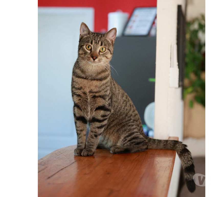 Don animaux Aude Carcassonne - Photos Vivastreet Banky jeune chat 1 an gentil et calme cherche famille