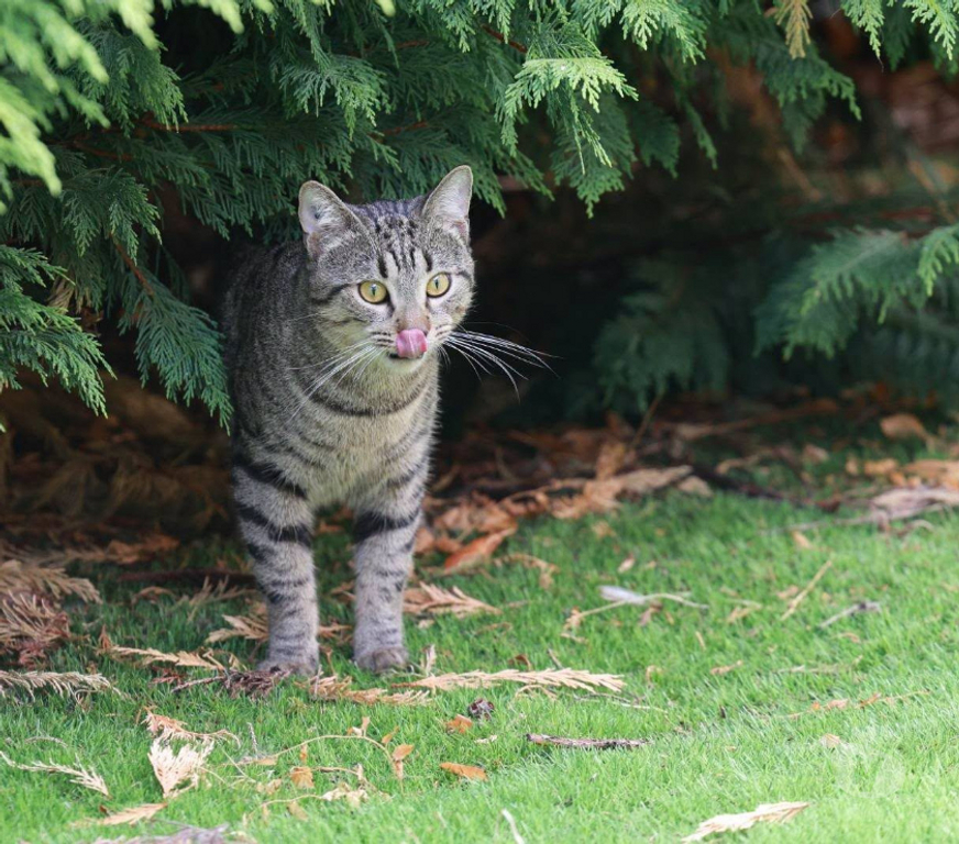 Don animaux Aude Carcassonne - Photos Vivastreet Banky jeune chat 1 an gentil et calme cherche famille