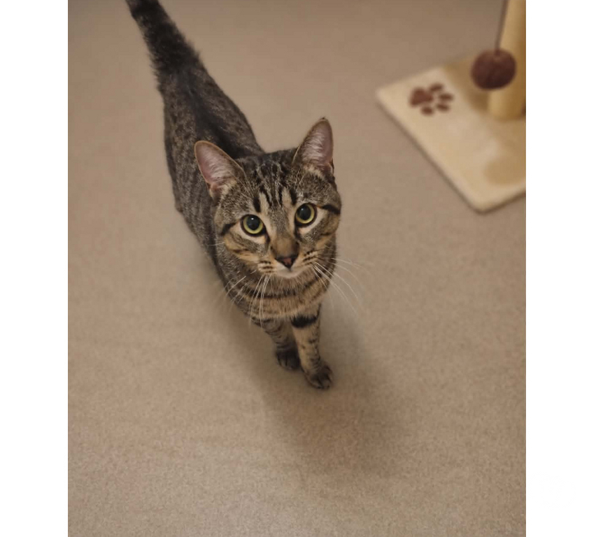 Don animaux Aude Carcassonne - Photos Vivastreet Banky jeune chat 1 an gentil et calme cherche famille