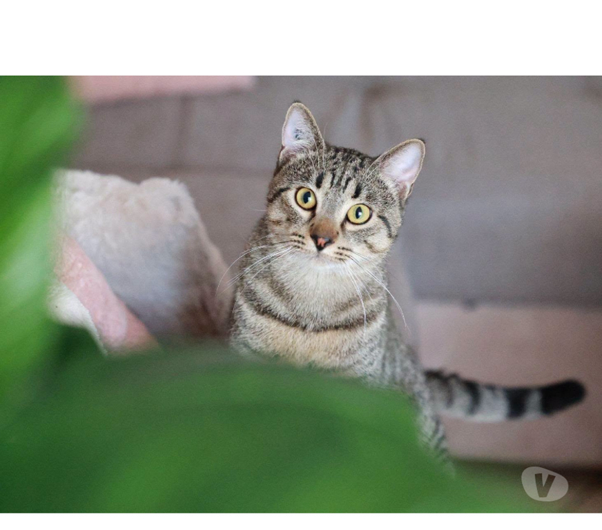 Don animaux Aude Carcassonne - Photos Vivastreet Banky jeune chat 1 an gentil et calme cherche famille