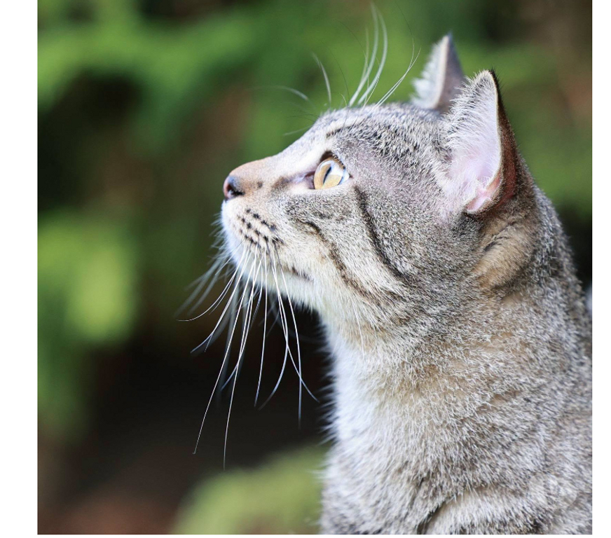 Don animaux Aude Carcassonne - Photos Vivastreet Banky jeune chat 1 an gentil et calme cherche famille