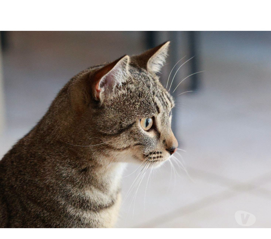 Don animaux Aude Carcassonne - Photos Vivastreet Banky jeune chat 1 an gentil et calme cherche famille