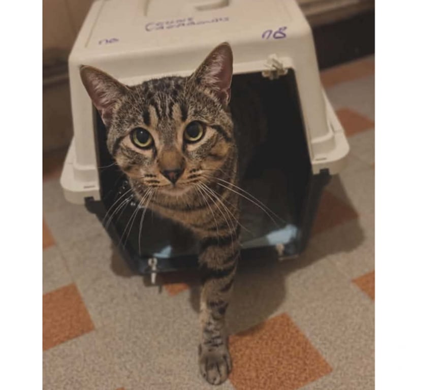 Don animaux Aude Carcassonne - Photos Vivastreet Banky jeune chat 1 an gentil et calme cherche famille