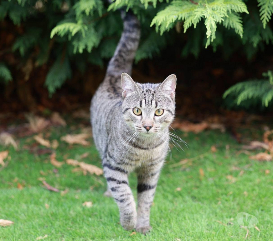 Don animaux Aude Carcassonne - Photos Vivastreet Banky jeune chat 1 an gentil et calme cherche famille