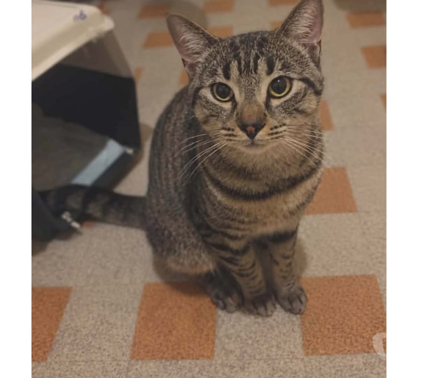 Don animaux Aude Carcassonne - Photos Vivastreet Banky jeune chat 1 an gentil et calme cherche famille