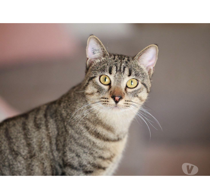 Don animaux Aude Carcassonne - Photos Vivastreet Banky jeune chat 1 an gentil et calme cherche famille