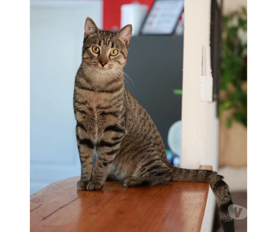 Don animaux Aude Carcassonne - Photos Vivastreet Banky jeune chat 1 an gentil et calme cherche famille