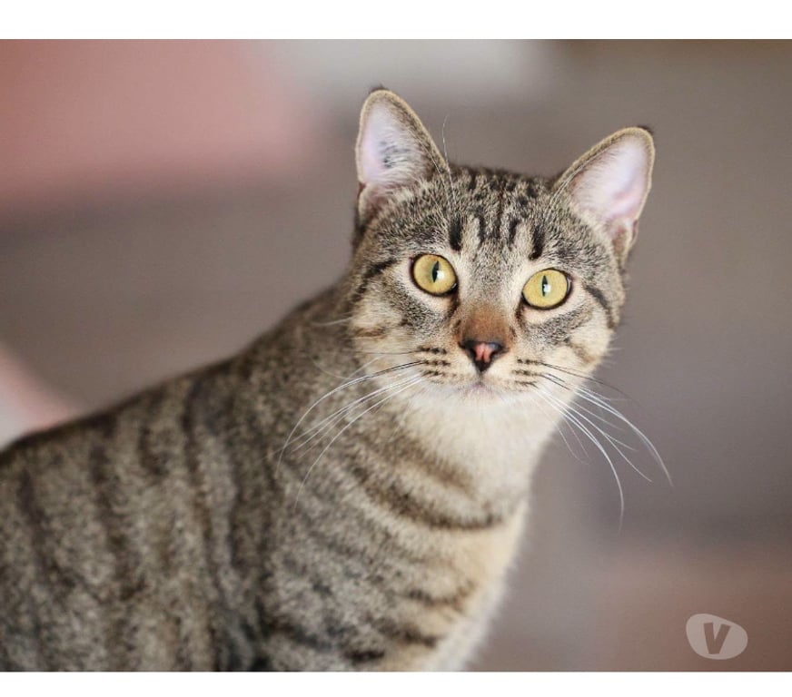 Don animaux Aude Carcassonne - Photos Vivastreet Banky jeune chat 1 an gentil et calme cherche famille
