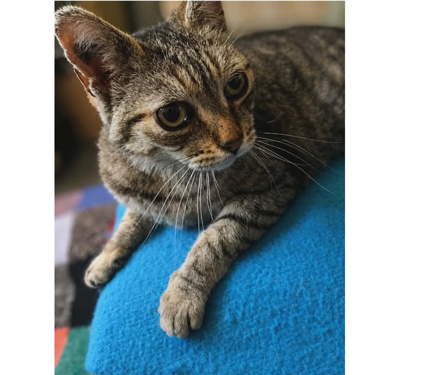 Don animaux Aude Carcassonne - Photos Vivastreet Ninou gentil chat senior cherche panier retraite