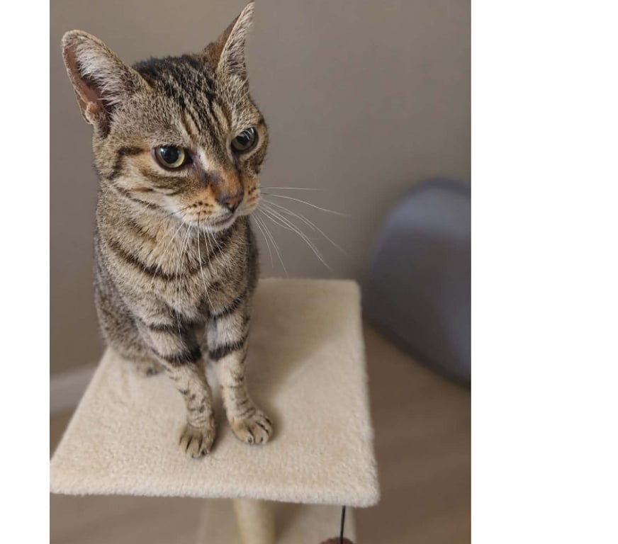 Don animaux Aude Carcassonne - Photos Vivastreet Ninou gentil chat senior cherche panier retraite