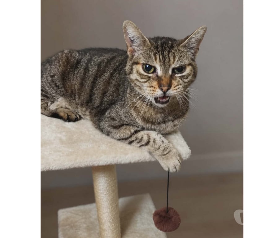 Don animaux Aude Carcassonne - Photos Vivastreet Ninou gentil chat senior cherche panier retraite