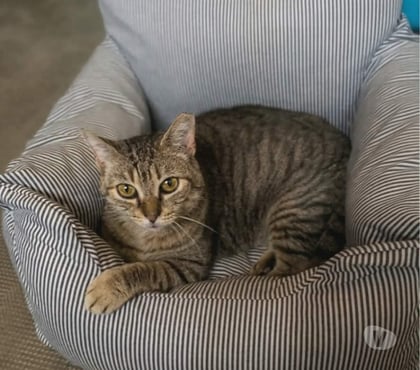 Adoption animaux Villalbe Carcassonne - Photos Vivastreet Ninou gentil chat senior cherche panier retraite