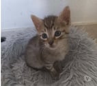 Chat BIANCA à la réservation