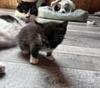 Chat BETTYBOOP à la réservation