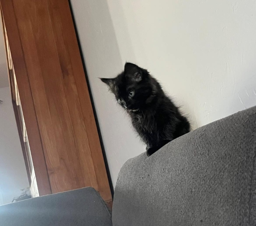 Chat BENITO à l adoption