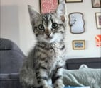 Chat BENGAL à l adoption