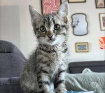 Photos Vivastreet Chat BENGAL à l adoption