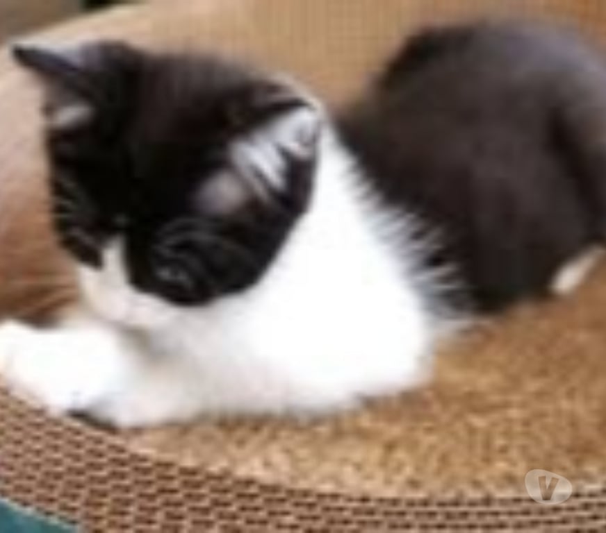 Don animaux Ardèche St Peray - 07130 - Photos Vivastreet Chat PANDORA à l adoption