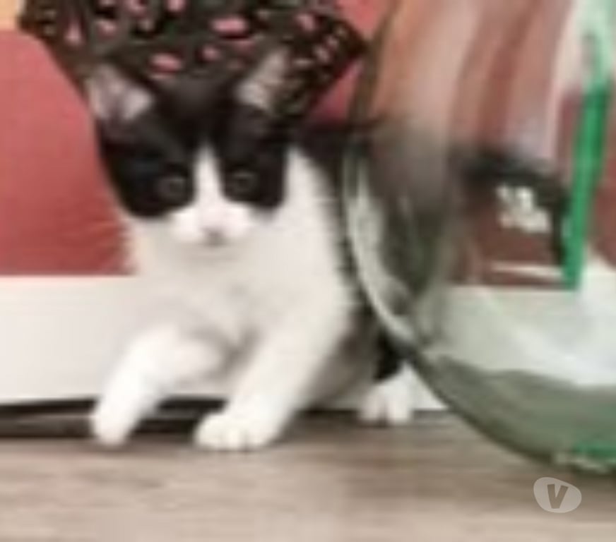 Don animaux Ardèche St Peray - 07130 - Photos Vivastreet Chat PANDORA à l adoption