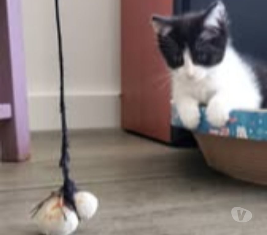 Don animaux Ardèche St Peray - 07130 - Photos Vivastreet Chat PANDORA à l adoption