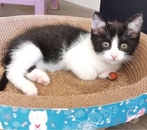 Photos Vivastreet Chat PANDORA à l adoption