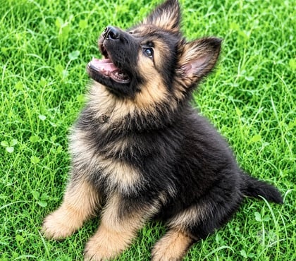 Vente animaux Tarnes Gironde - Photos Vivastreet Magnifique et adorable chiot altdeutsche Schäferhunde